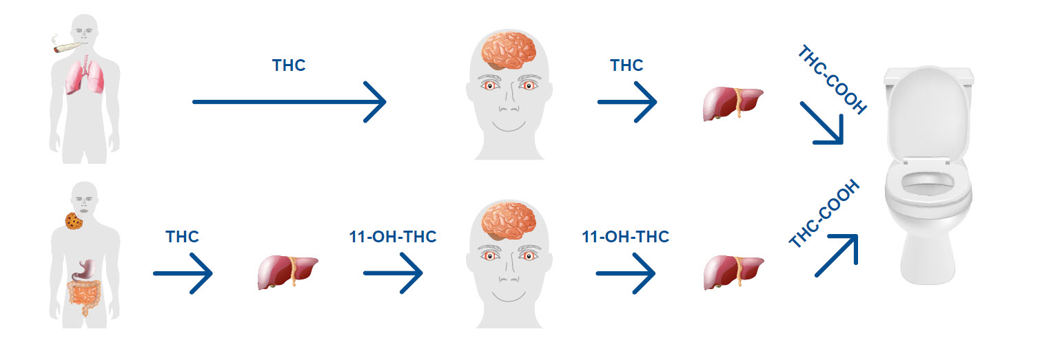 thc_stoffwechselprodukte_im_koerper