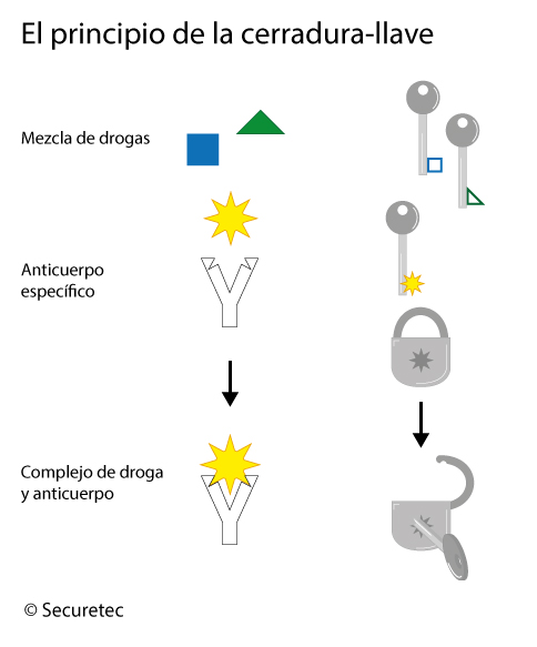 Le principe de la serrure et de la clé des tests immunochromatographiques