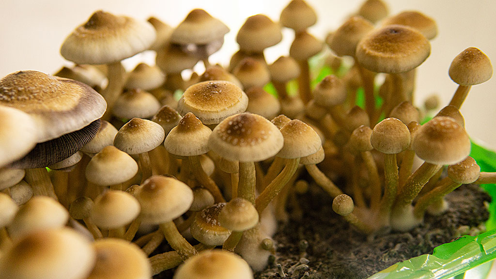 Pilz Aufzuchtkits von psychoaktiven Pilzen