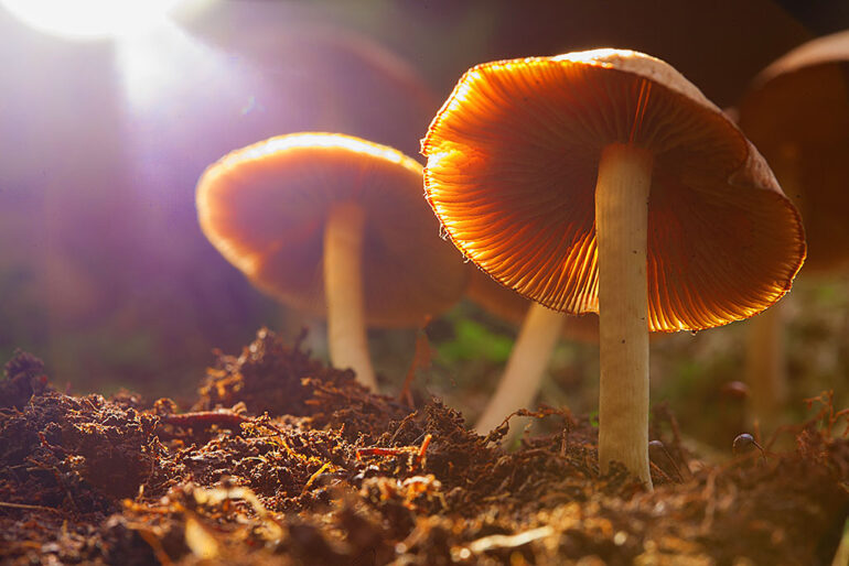 Le retour des champignons hallucinogènes