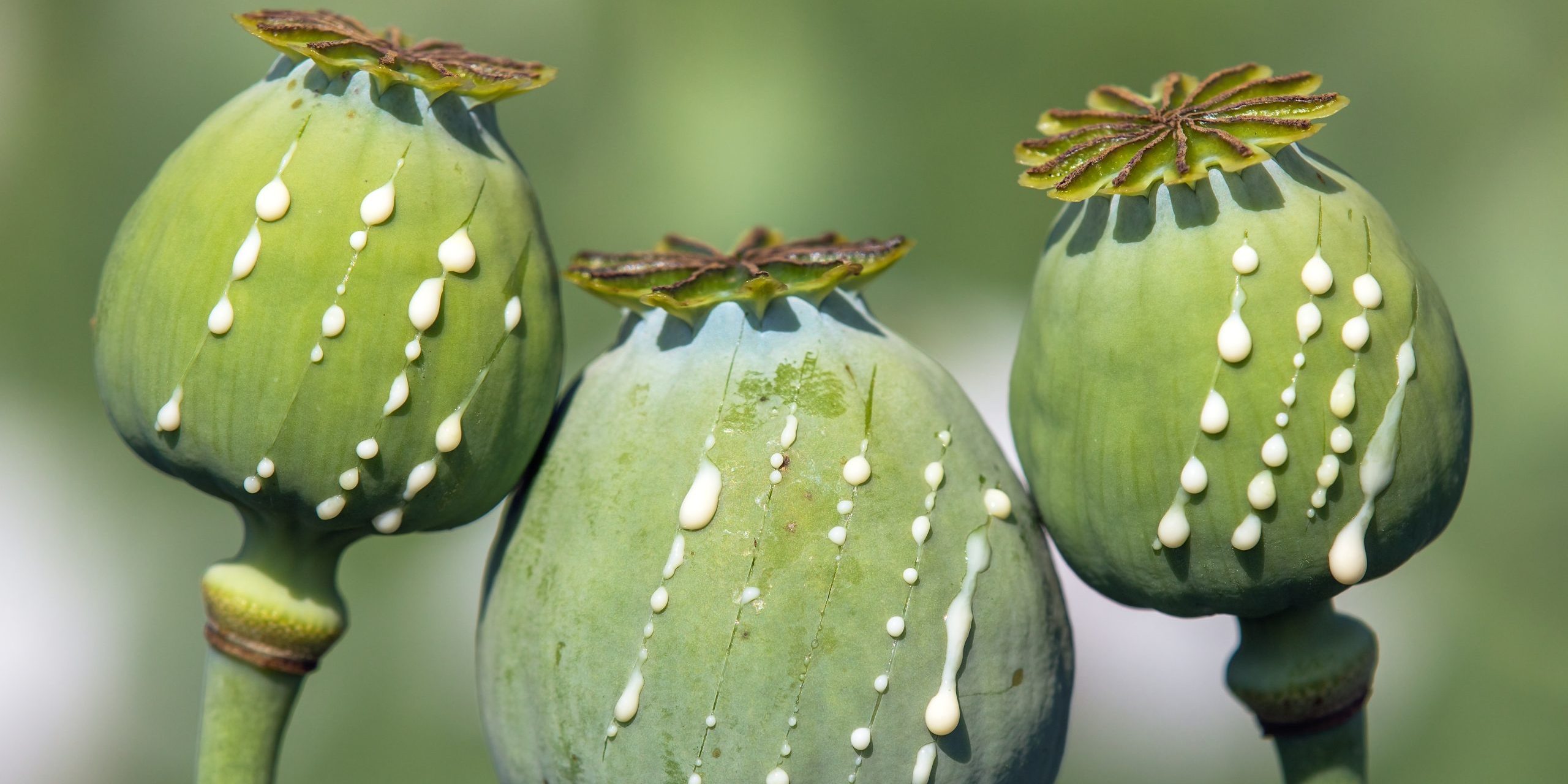 opium poppy heads papaver somniferum with opium drops