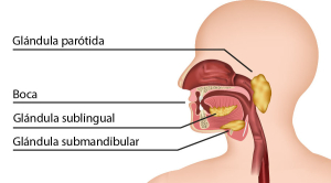 Glándulas salivales en la cabeza humana