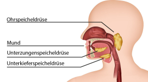 Grafik Speicheldrüsen im menschlichen Kopf