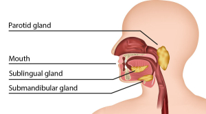 Salivary glands in the human head