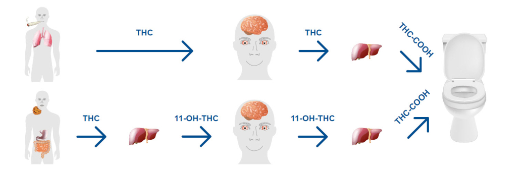 Grafik Stoffwechselprodukte von THC im Körper