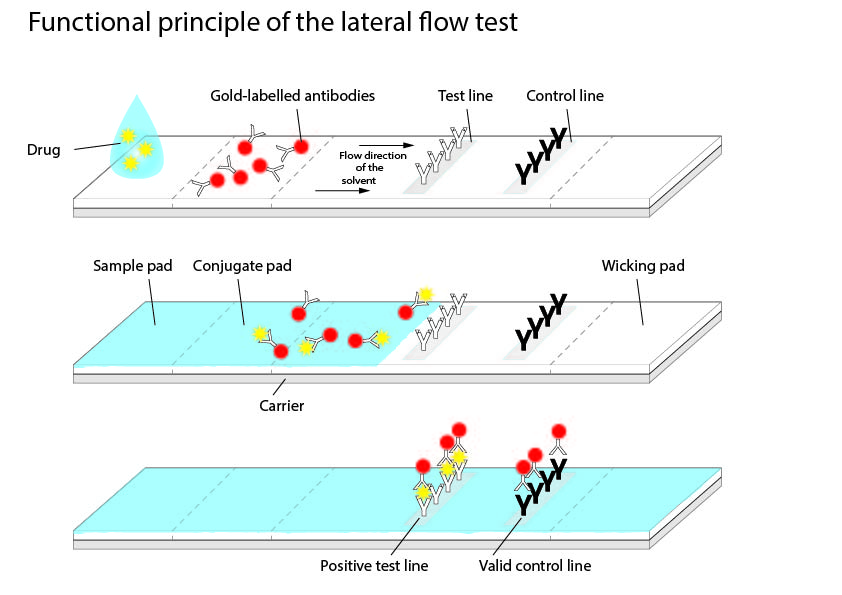 Diagram illustrating how a lateral flow test works