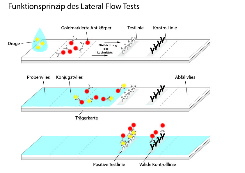 Grafische Darstellung des Funktionsprinzips eines Lateral Flow Tests