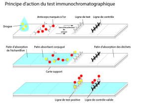 Représentation graphique du principe de fonctionnement d'un test à flux latéral