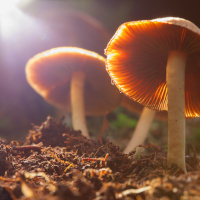 2 braune Pilze im Sonnenlicht