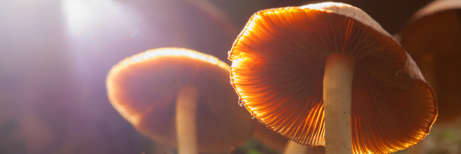 2 braune Pilze im Sonnenlicht